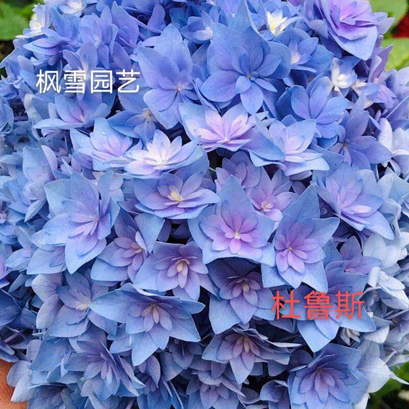 枫雪园艺 杜鲁斯 进口大花绣球新品花苗花卉扦插苗露台院子盆栽