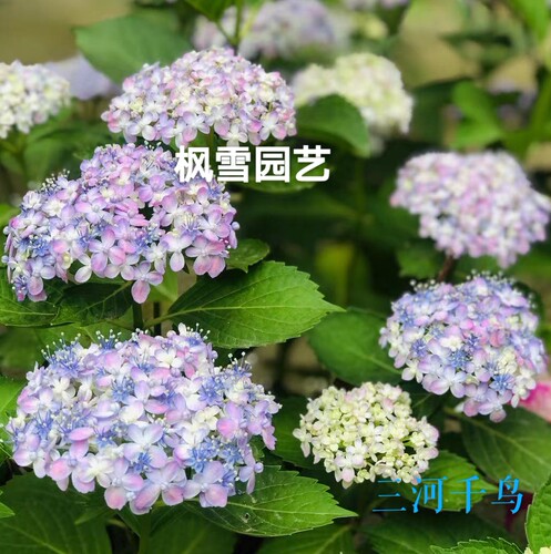 园艺进口扦插苗盆栽大花绣球