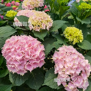 枫雪园艺 庭院盆栽院子进口大花绣球花苗小苗扦插苗 魔幻海洋