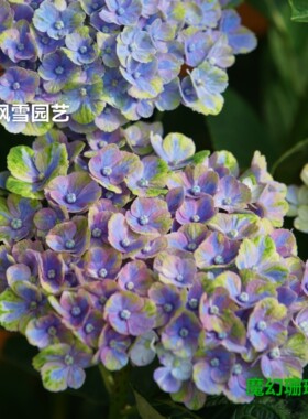 5.大花绣球花苗魔幻系列精灵革命海洋饰品小丑城堡珊瑚红宝石盆栽