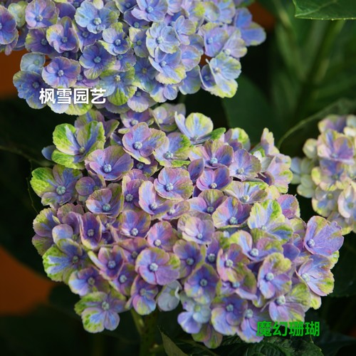 5.大花绣球花苗魔幻系列精灵革命海洋饰品小丑城堡珊瑚红宝石盆栽