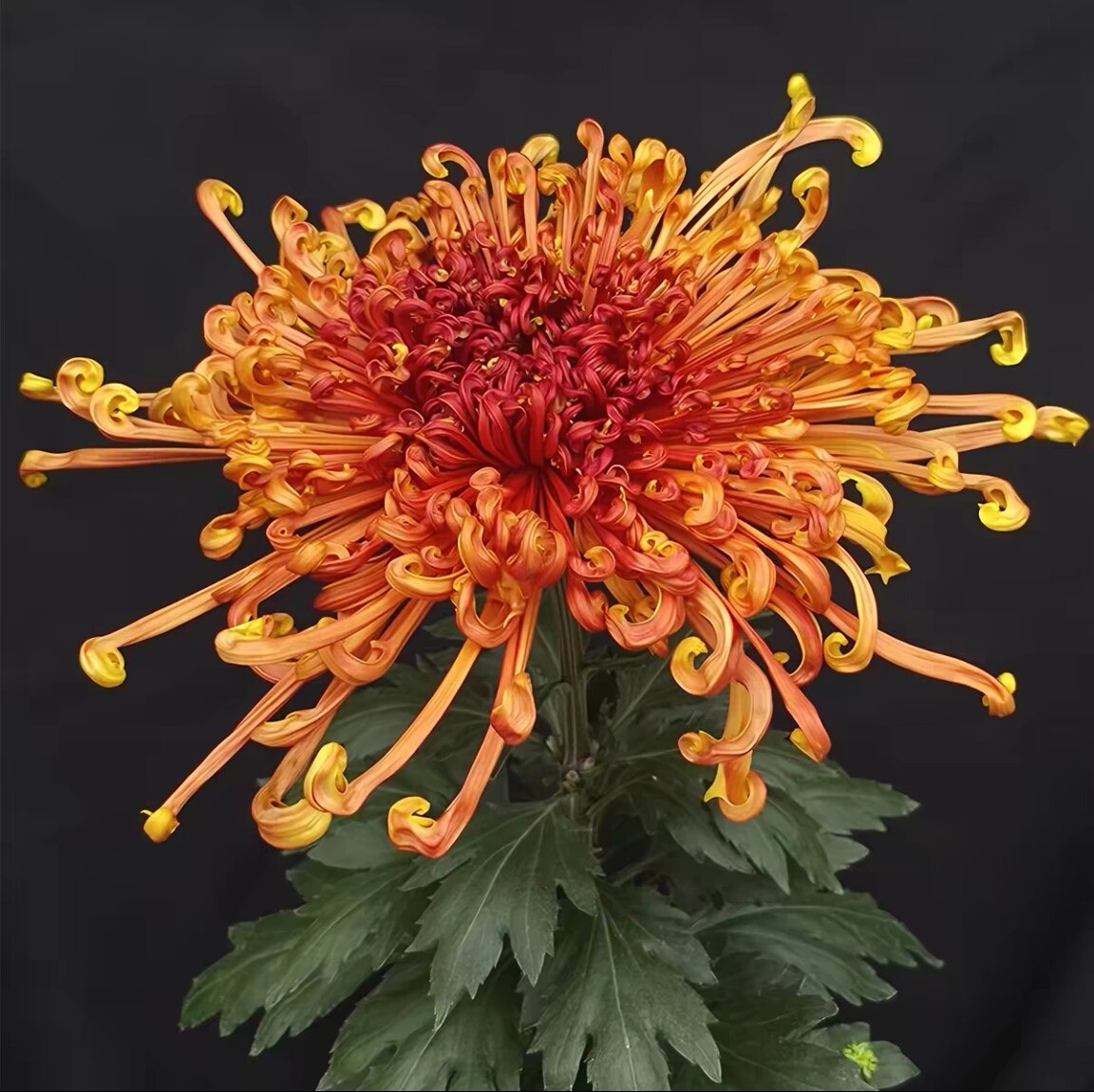 洛浦抚琴 大菊花独本菊盆栽后期变橙黄色植物庭院花卉扦插小苗图片