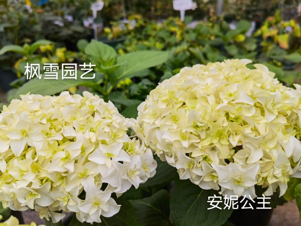 枫雪园艺 安妮公主 进口白色大花绣球花苗扦插苗露台院子盆栽花卉,鲜花速递/花卉仿真/绿植园艺,时令草本花卉,淘宝优惠券,粉丝福利购,淘宝优惠卷