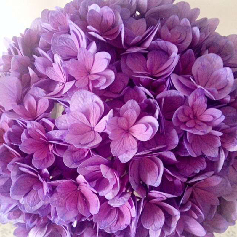 枫雪园艺 旋转木马/卡鲁塞尔重瓣大花绣球花苗盆栽花卉扦插苗