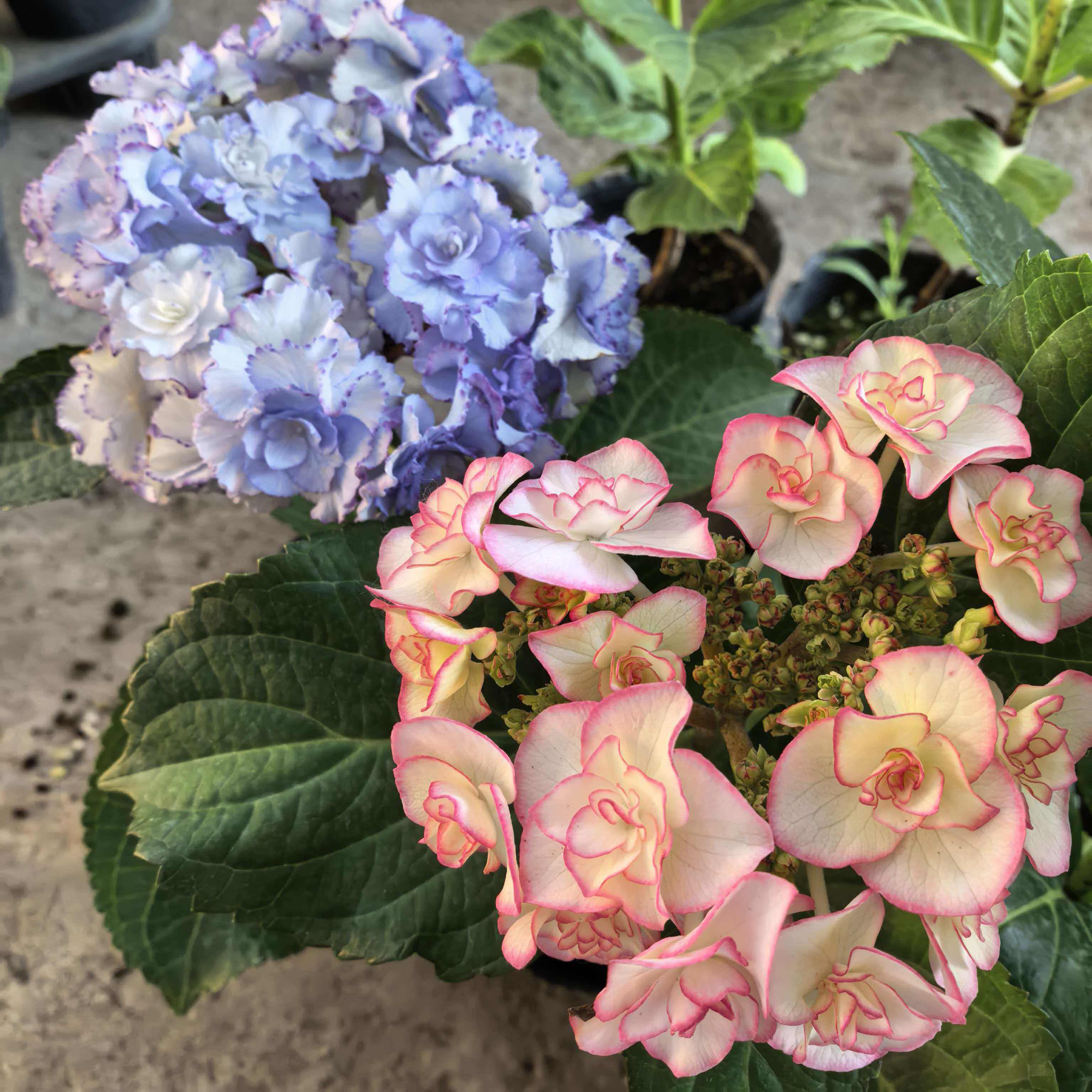 3.大花绣球尤里卡牵牛星露娜天照花鸟风月弗洛伦斯花苗植物盆栽
