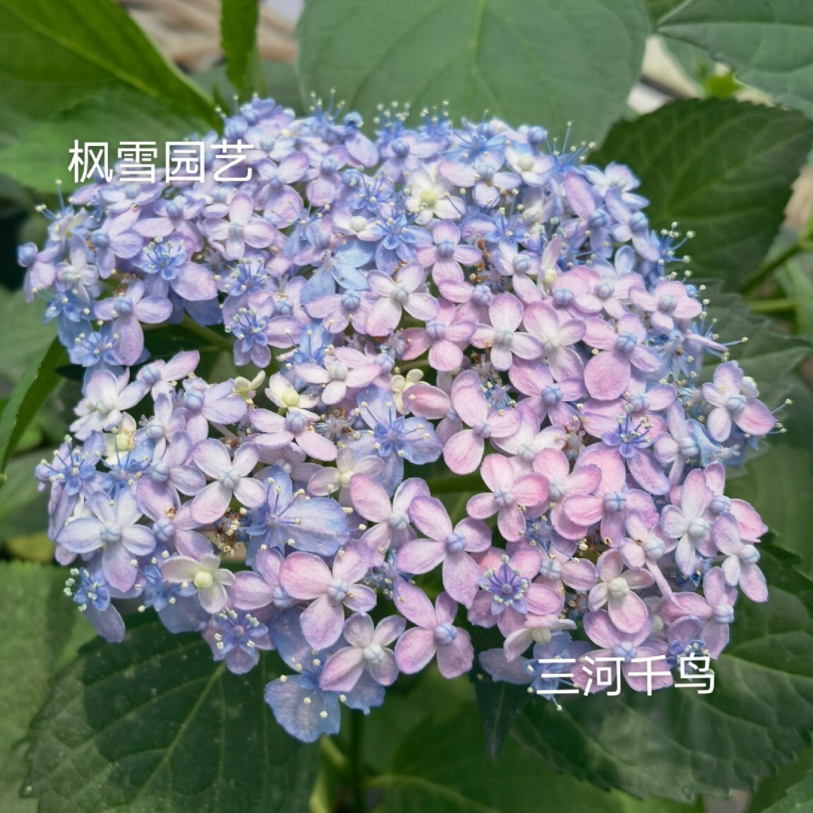 进口绣球花苗卡伦芳醇牵牛星恋物语安吉莉卡安妮公主鲜溅50棵起批