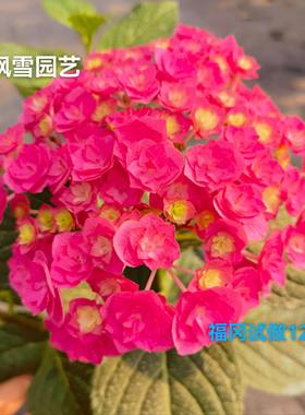 福冈试做12 进口大花绣球阳台院子盆栽植物花卉花苗