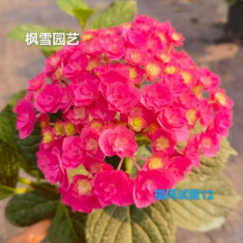 福冈试做12 进口大花绣球阳台院子盆栽植物花卉花苗