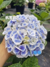 6.新品进口大花绣球花苗恋心太阳月亮柠檬之吻花鸟风月凤凰卷卷