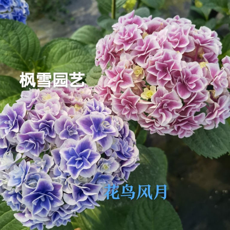 1.进口绣球花苗花卉盆栽植物庭院阳台花鸟风月恋心凤凰4棵包邮