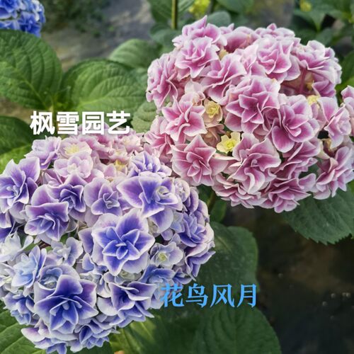 6.新品大花绣球花苗庭院露天盆栽花卉山紫水明雅姬寿花鸟风月凤凰