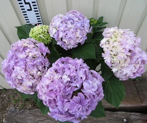 进口大花绣球花苗 花神 你我的玩美 阳台庭院子花卉盆栽植物小苗