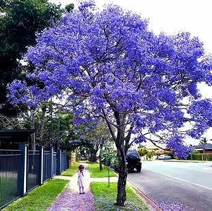 蓝花楹树苗珍贵名树庭院园林绿化苗木南方种植观赏凤凰花木风景树