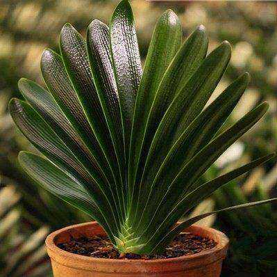 四季养殖君子兰带花苞盆栽小苗室内花卉植物圆头和尚好养大苗包邮