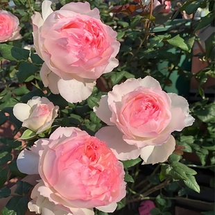 超新品佩尔朱克月季花苗切花玫瑰果香味大花浓香阳台庭院盆栽植物