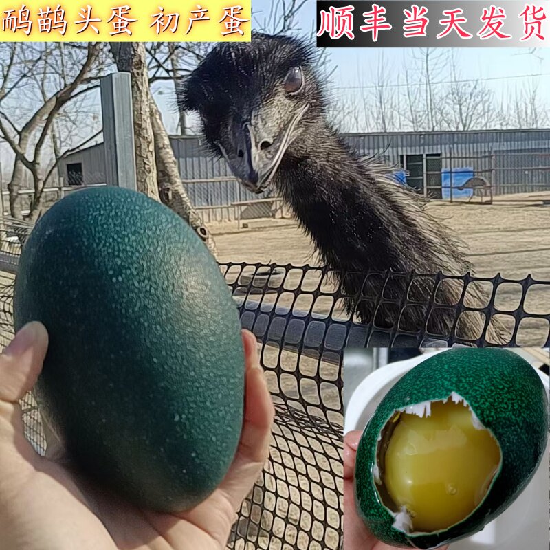 鸸鹋初生蛋 头蛋新鲜食用巨大恐龙蛋8到9两顺丰新年元旦礼物撞蛋,水产肉类/新鲜蔬果/熟食,其它,淘宝优惠券,粉丝福利购,淘宝优惠卷
