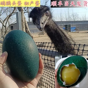 鸸鹋初生蛋 头蛋新鲜食用巨大恐龙蛋8到9两顺丰新年元旦礼物撞蛋