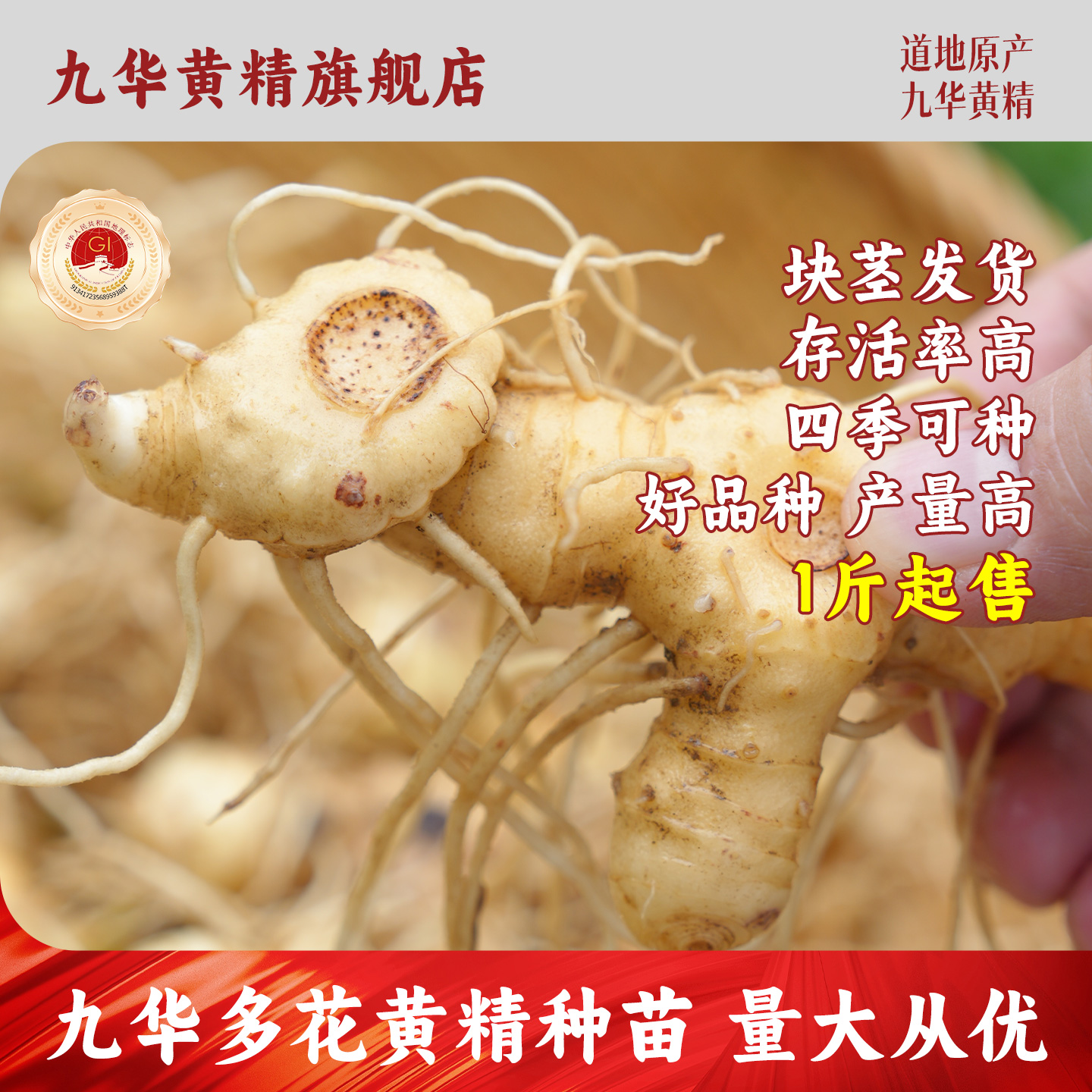 九华山多花黄精种植苗根茎发货（不带叶）新鲜黄精苗2斤起售包邮