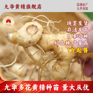 九华山多花黄精种植苗根茎发货(不带叶)新鲜黄精苗2斤起售包邮