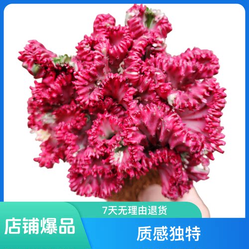 多肉植物彩麒麟小盆栽室内开花办公室防辐射桌面绿植