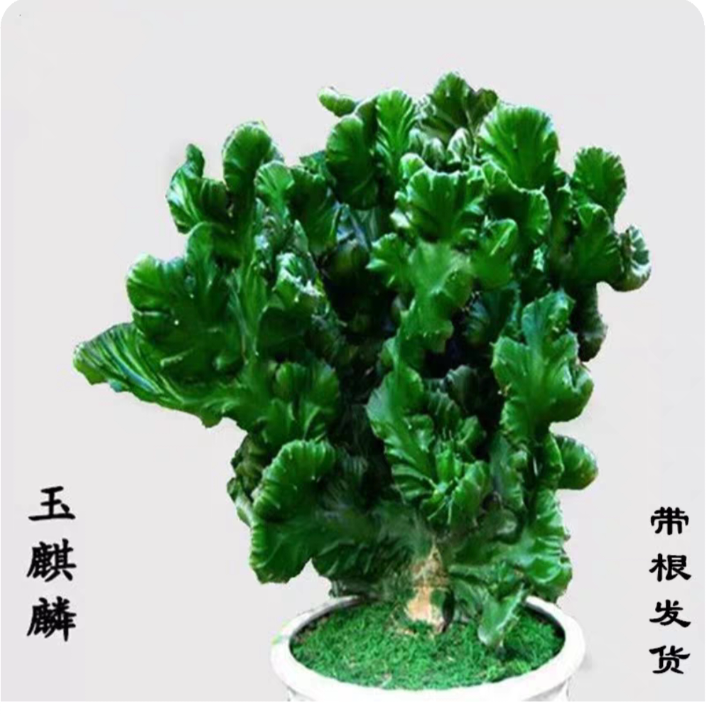 玉麒麟彩麒麟多肉植物