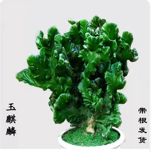 玉麒麟彩麒麟多肉植物