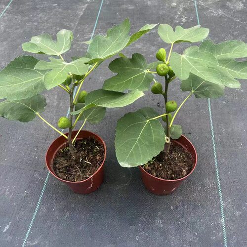 扦插无花果盆栽苗耐寒耐旱南北方好养活当年结果阳台庭院种植树苗