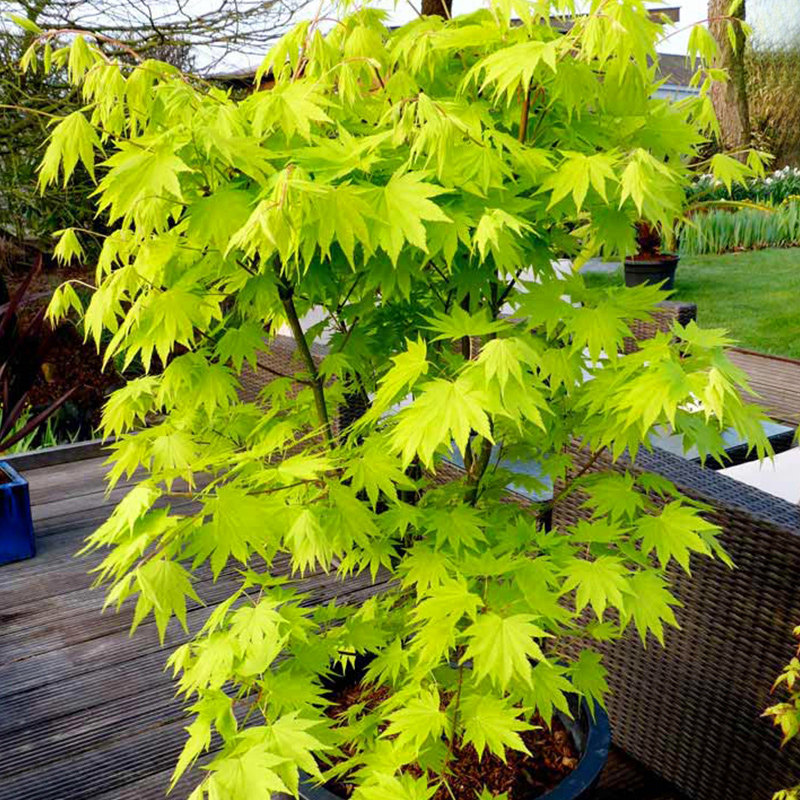 黄金枫盆景日本枫树盆栽阳台庭院盆景植物造型老桩小盆景四季易养