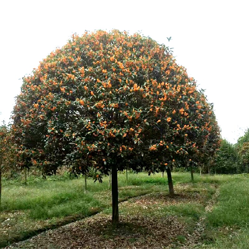 大型桂花树原生庭院别墅