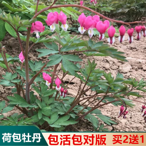 荷包牡丹花菏泽观赏花包牡丹