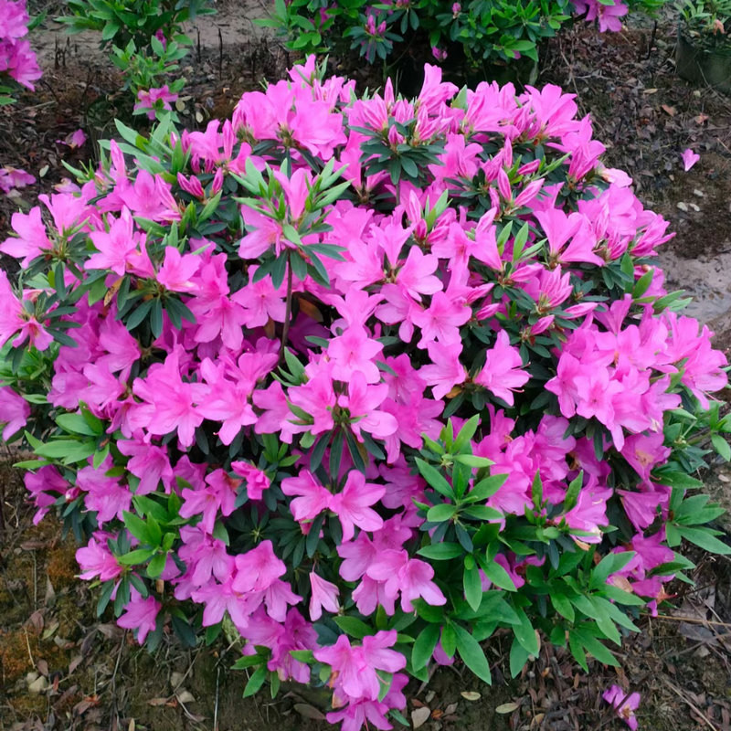 映山红杜鹃花苗夏娟毛杜鹃球形树苗别墅庭院植物花卉四季开花好养