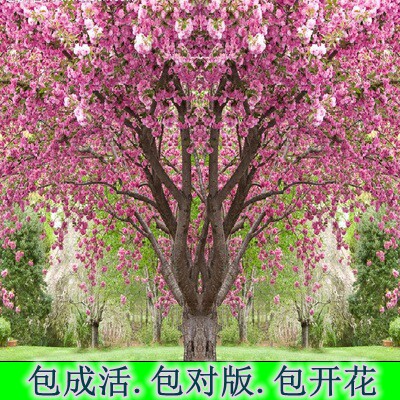 正宗日本樱花树苗樱花