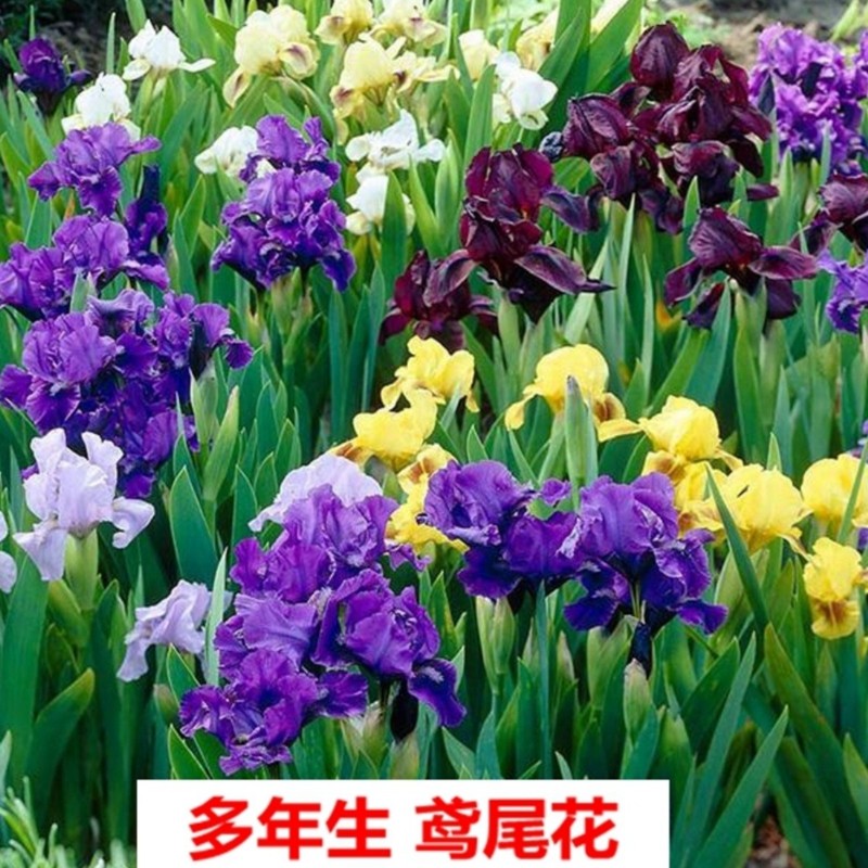 德国大花鸢尾花苗盆栽室内地栽庭院花卉庭院四季开花多年生植物花