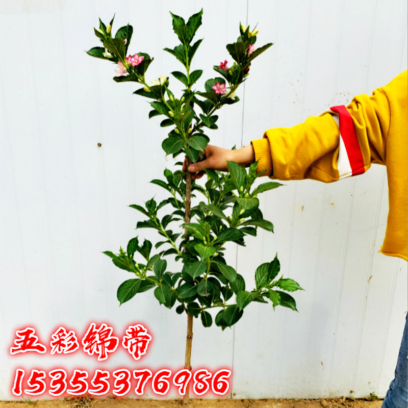 五彩锦带花树红王子锦带花苗别墅庭院大型风景树五彩