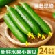 新鲜脆嫩水果黄瓜生吃小黄瓜青瓜蔬菜时令当季 白玉黄瓜山东瓜蔬菜