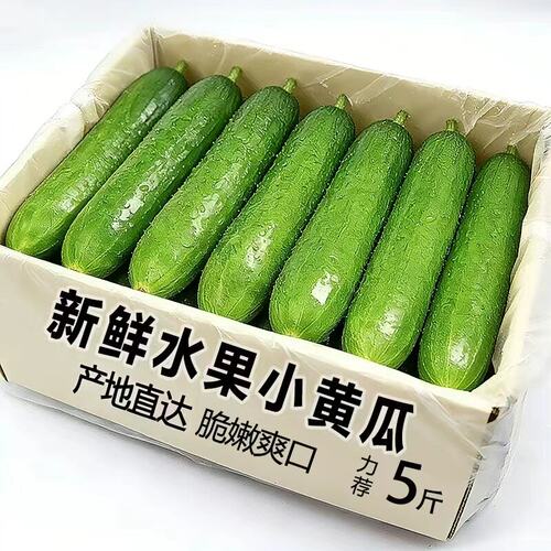 水果黄瓜新鲜生吃黄瓜当季现摘无刺小黄瓜脆甜一整箱包邮凉拌瓜果