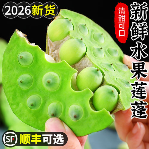 顺丰莲蓬新鲜现摘生吃莲子新鲜水果当季整箱蔬菜湘莲洪湖甜嫩3斤