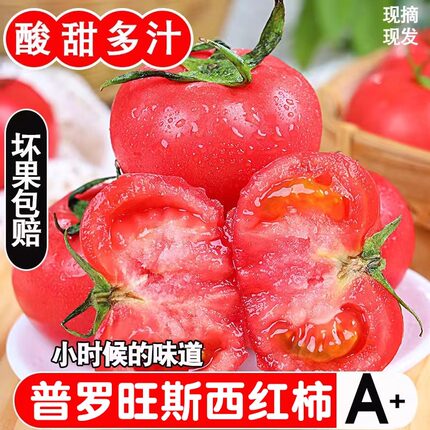 正宗普罗旺斯西红柿3斤自然熟沙瓤小番茄新鲜现摘蔬菜生吃水果