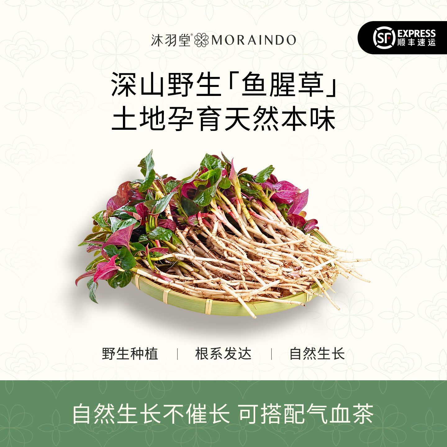 深山野生鱼腥草 拒绝人工种植山野食材煲汤 可以搭配气血茶