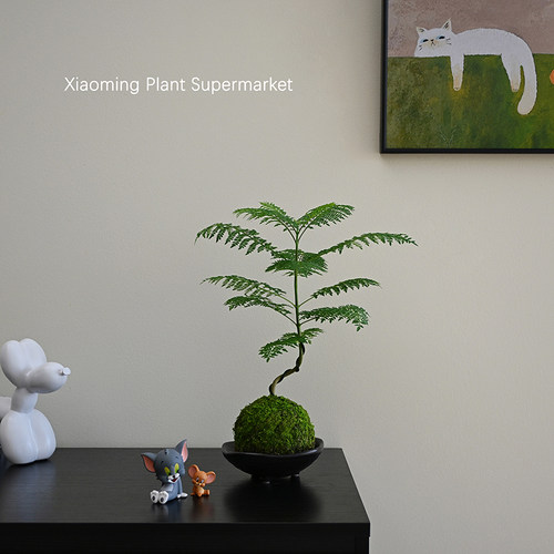 侘寂风蓝花楹苔藓球盆栽绿植