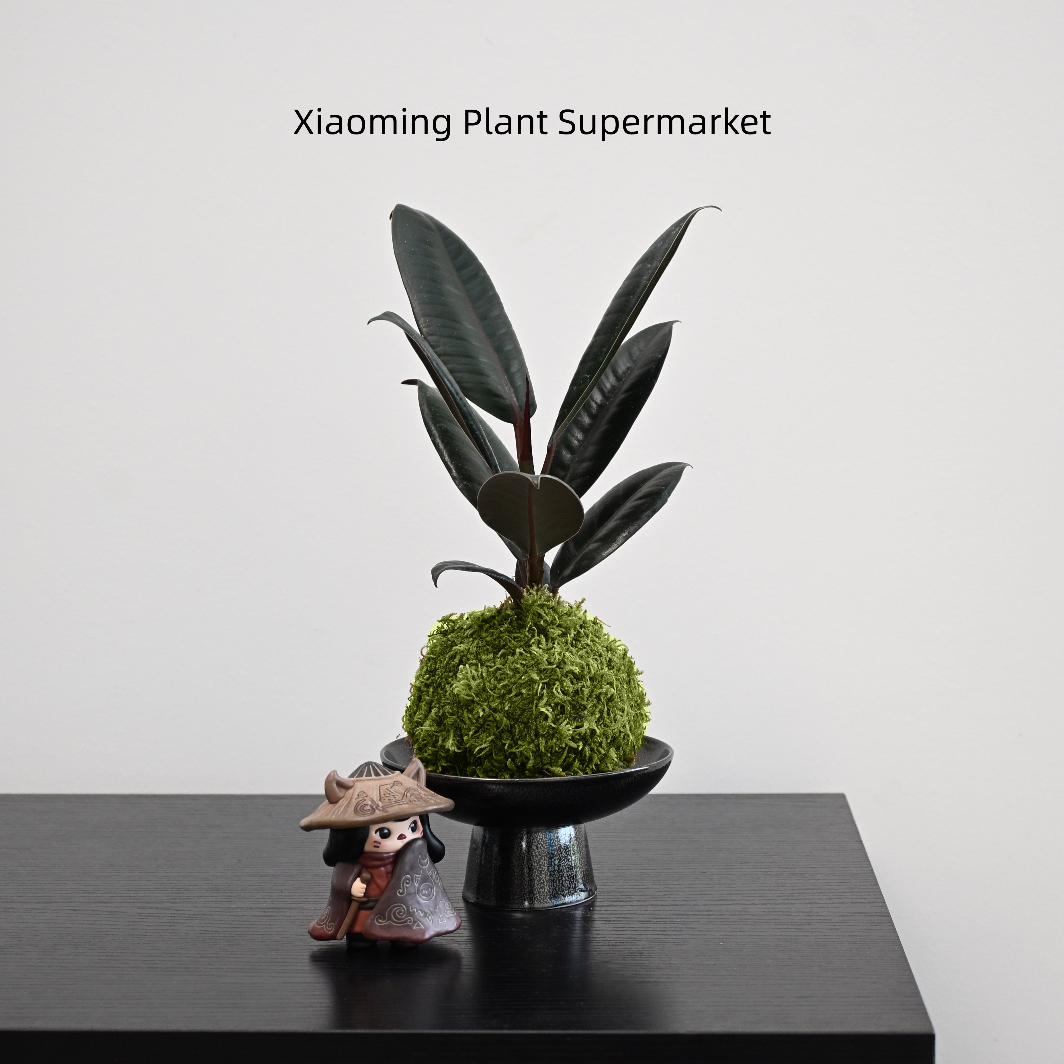 黑金刚橡皮树苔藓球桌面绿植
