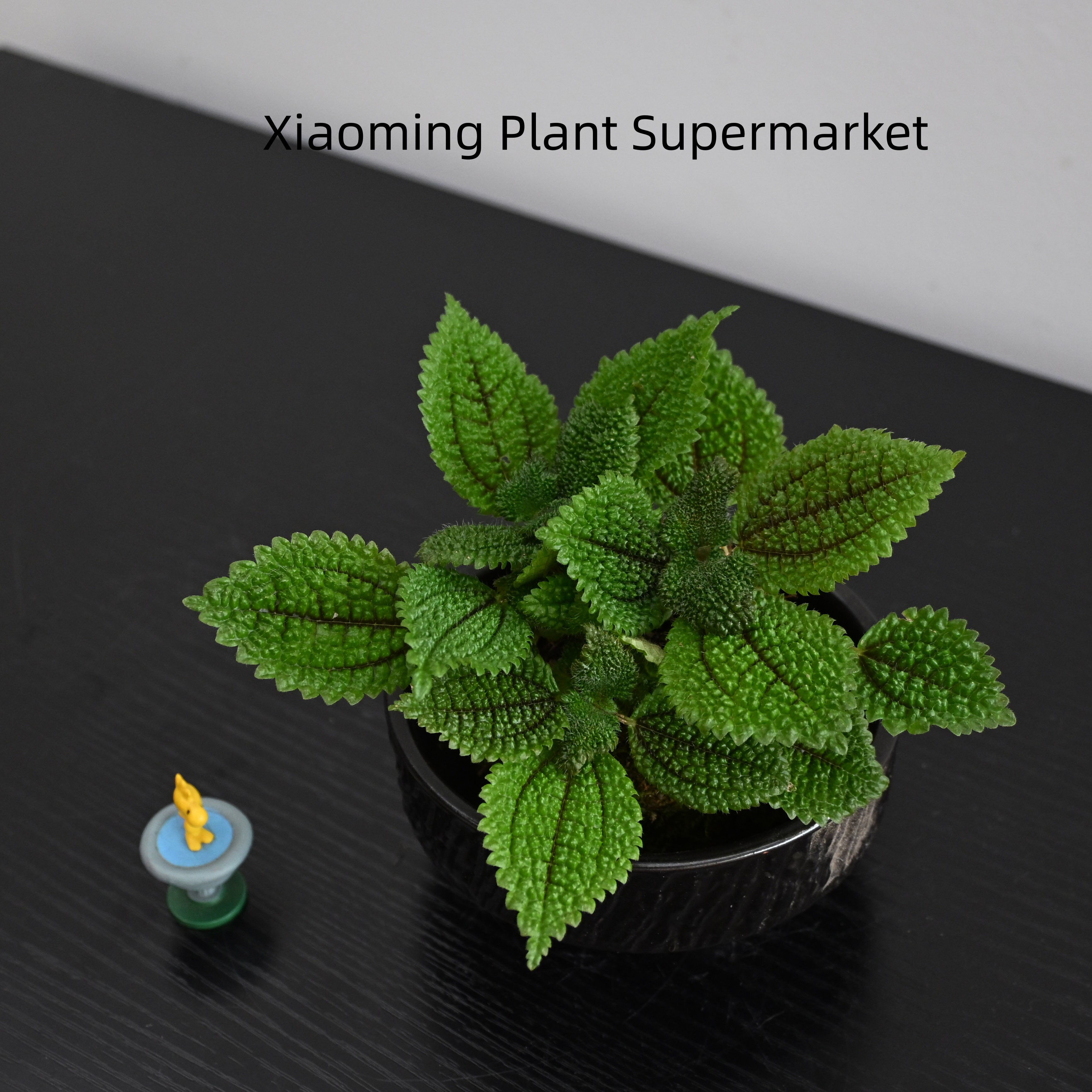 皱叶冷水花苔藓球桌面绿植盆栽