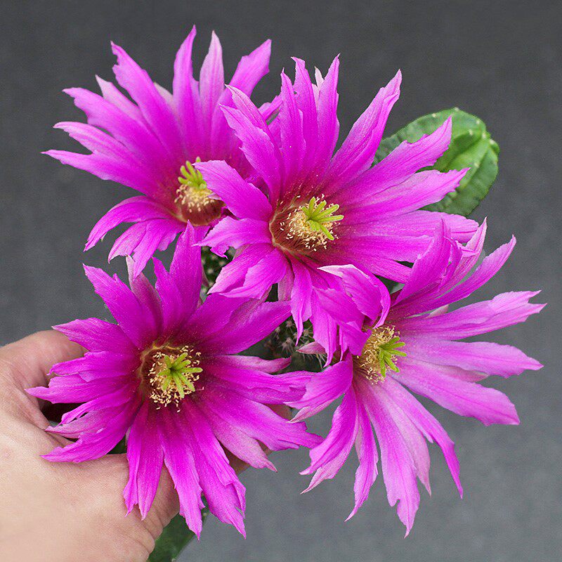 小明 紫翠虾实生 鹿角柱属开花仙人球仙人柱多肉植物