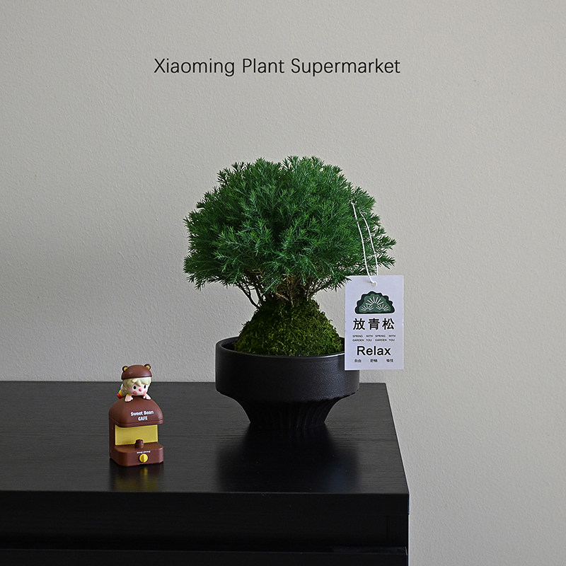 【放轻松】雾凇苔藓球盆栽侘寂风室内办公桌面创意解压绿植小摆件