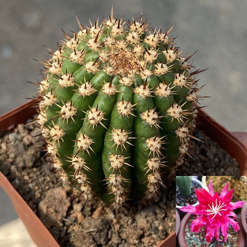 帕帕基诺稀有毛花柱仙人柱好养易活紫色大花彩草室内防辐射仙人掌