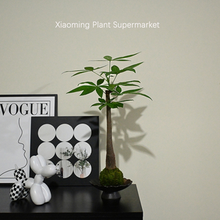 侘寂风高杆发财树苔藓球盆栽室内办公招财树步步高升好养耐活绿植