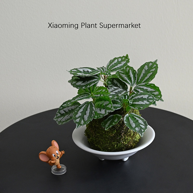 网红冰水花苔藓球绿植盆栽耐阴喜湿懒人植物办公室内桌面花卉盆栽,鲜花速递/花卉仿真/绿植园艺,绿植,淘宝优惠券,粉丝福利购,淘宝优惠卷