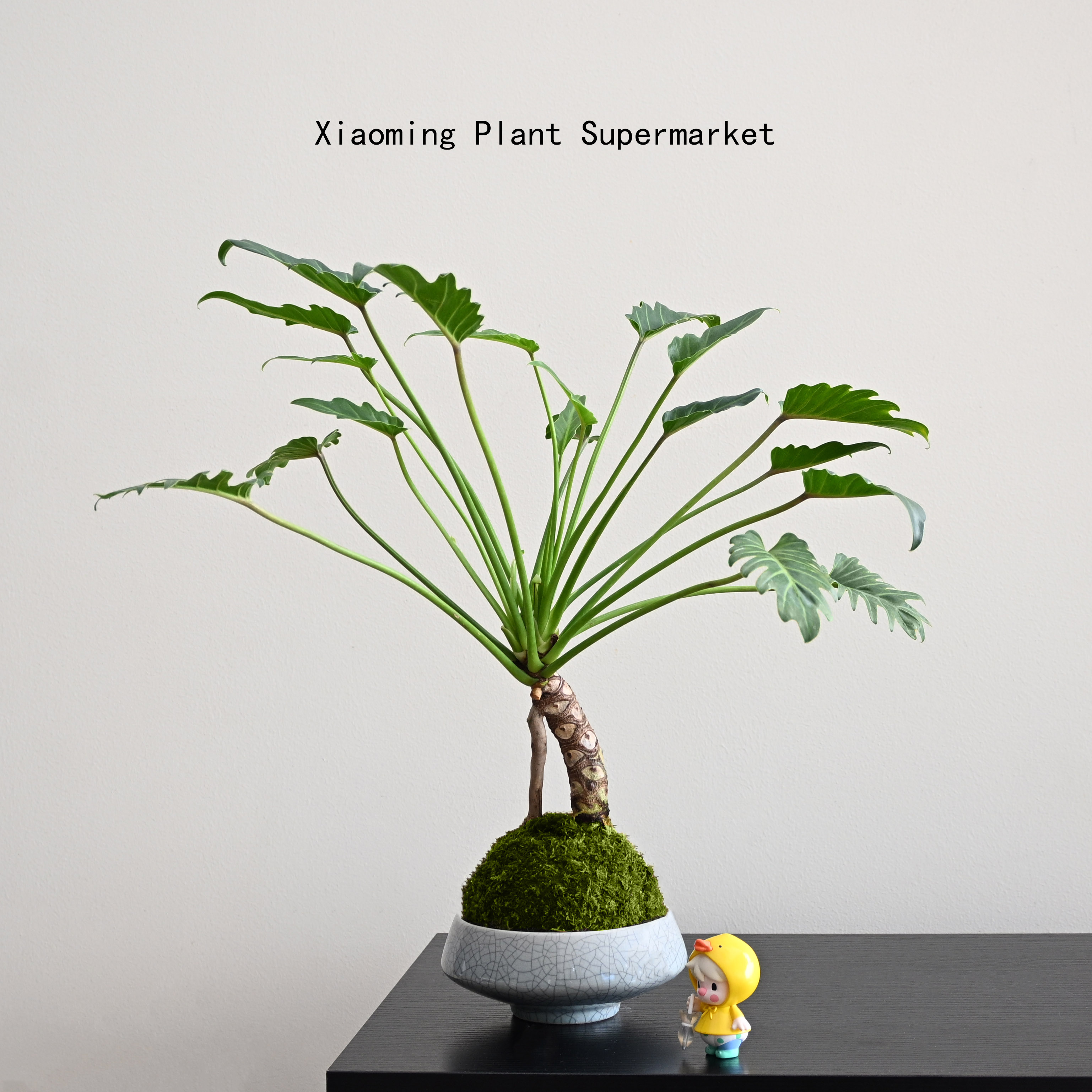 龙鳞小天使苔藓球桌面绿植净化