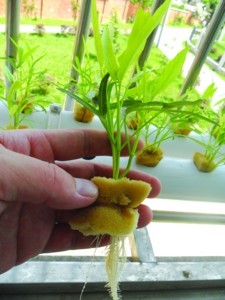 无土栽培营养液水培蔬菜营养液粉瓜果原肥料水耕肥绿色无公害包邮