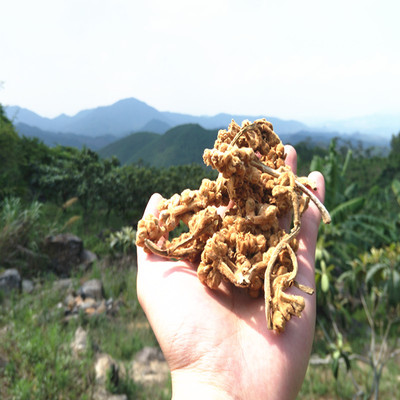 新花云霄农家自晒枇杷花干琵琶花500一斤花枝带枝条送新鲜枇杷叶